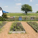 My School Garden Essay in Marathi: माझ्या शाळेची बाग निबंध मराठी